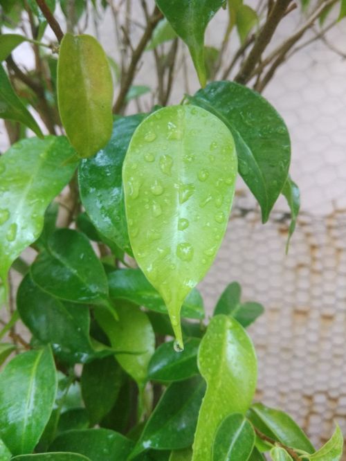 leaf droplets green