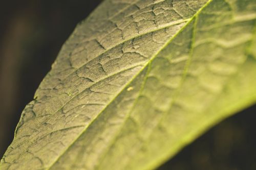 leaf evening sun nature