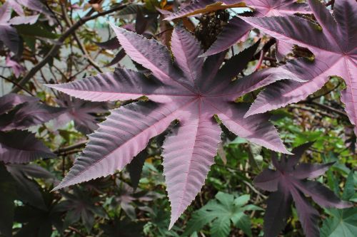 leaf purple nature