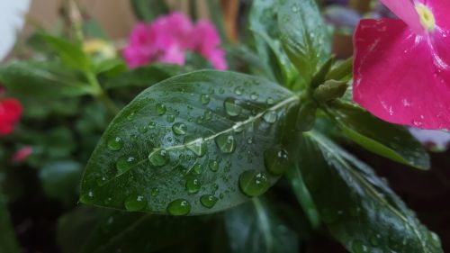 leaf water drops macro