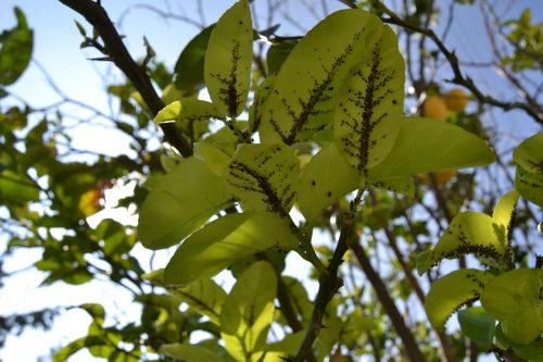 leaf tree plant