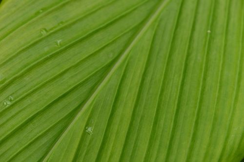 leaf zoom leaf veins