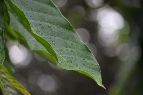 leaf rain drops