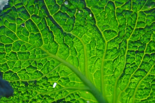 leaf green transparency