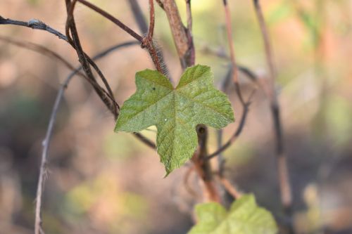 leaf nature plant