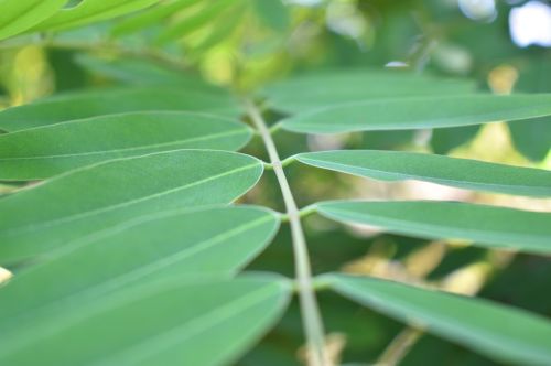 leaf green nature