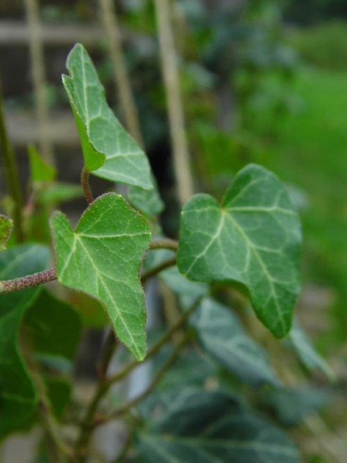 leaf nature plant