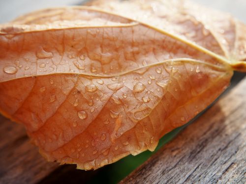 leaf drop of water dewdrop