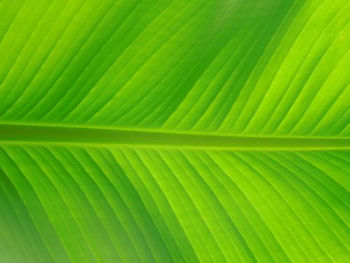 leaf palm nature