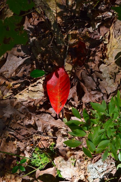 leaf light forest