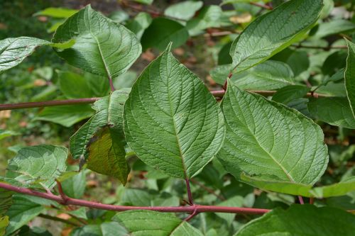 leaf shrub green