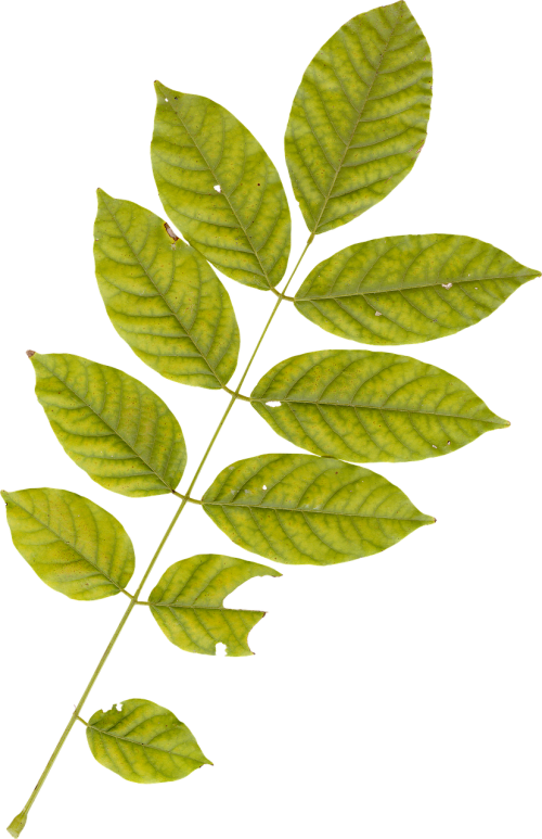 leaf leaves plant