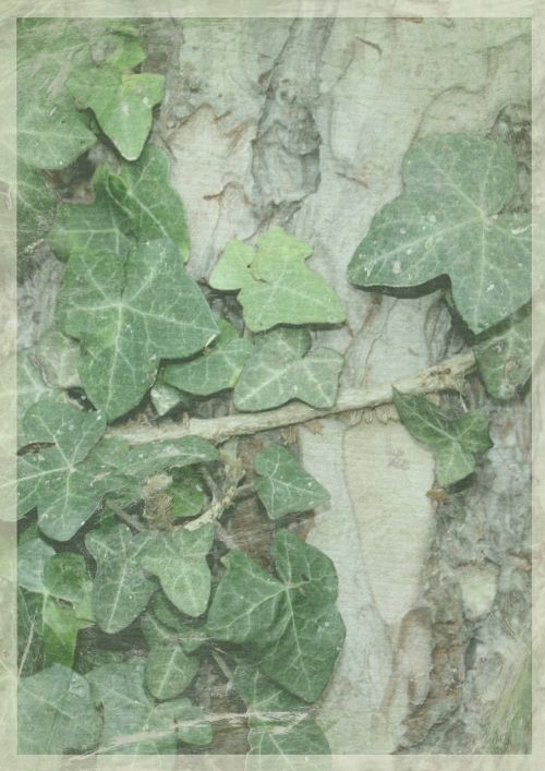 leaf background green