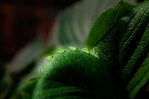 leaf water water drop