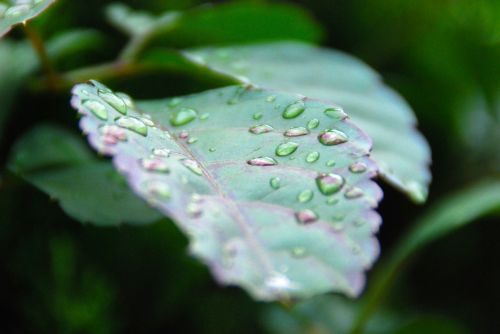leaf drop rain