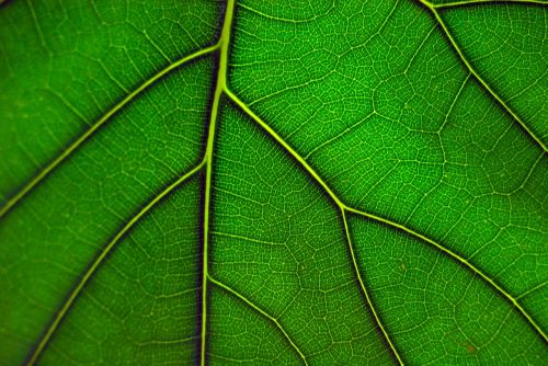 leaf green macro