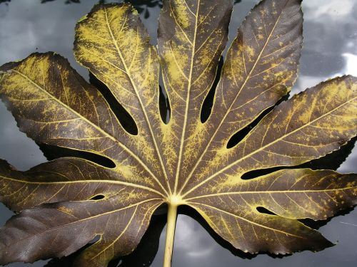 leaf fatsia nature