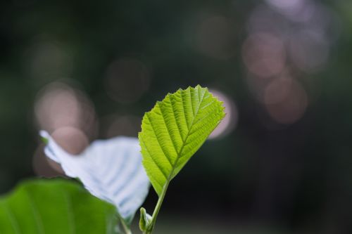 leaf macro bokeh