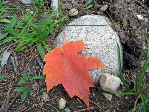leaf autumn rock