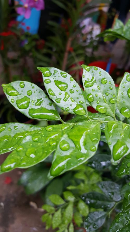 leaf rain drop rain