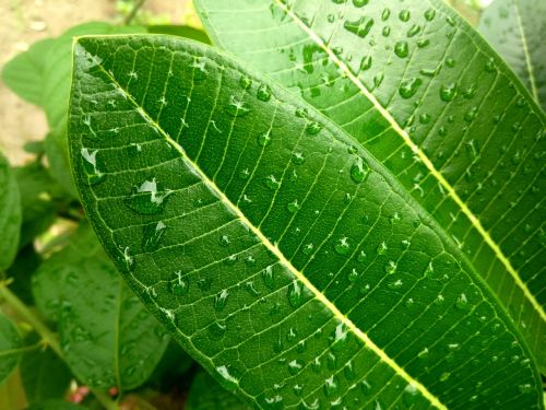 leaf rain rainy day