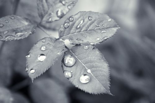leaf droplet water