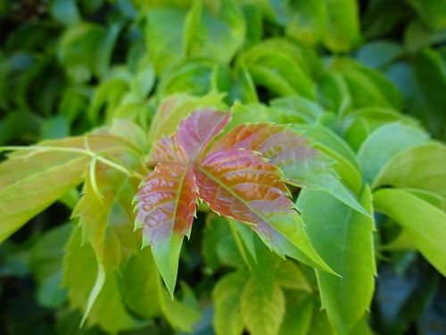 leaf green plant