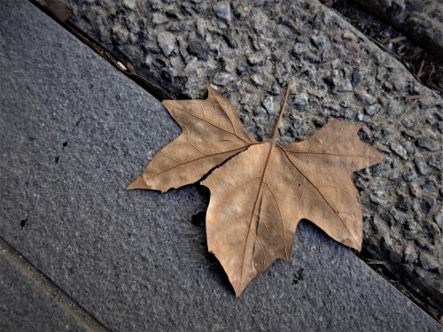 leaf autumn footpath