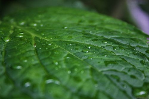 leaf raindrop nature