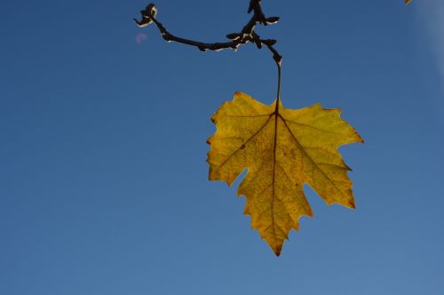 leaf yellow sky