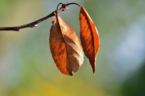 leaf natur natural