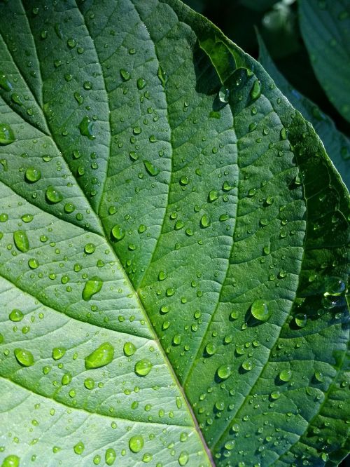 leaf green plant