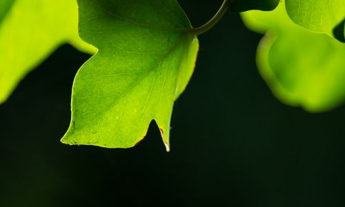 leaf green background