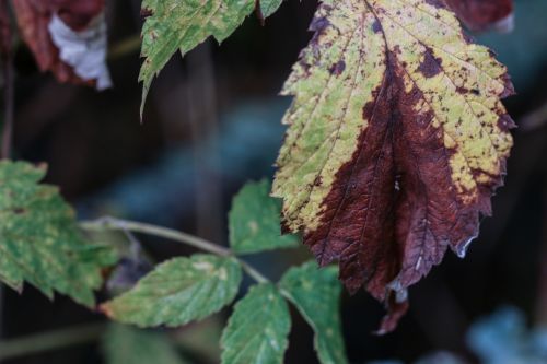 leaf autumn fall