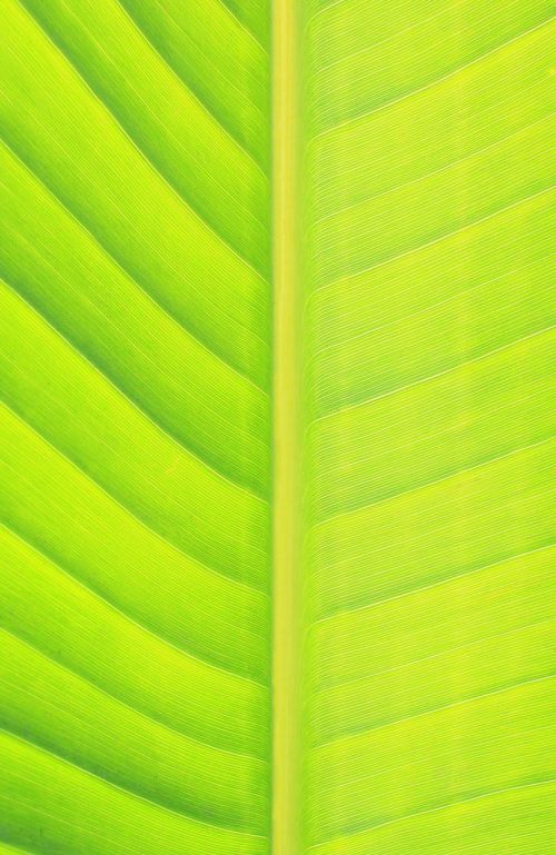 leaf green nature