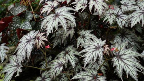 leaf foliage plants cute