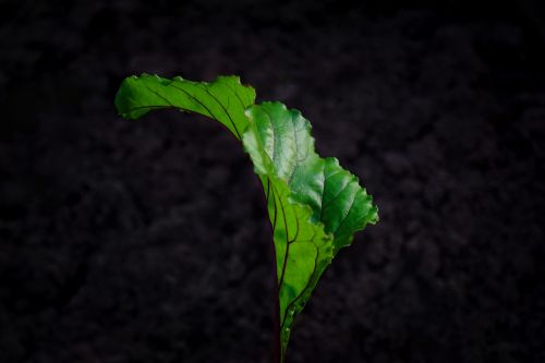 leaf herb black background