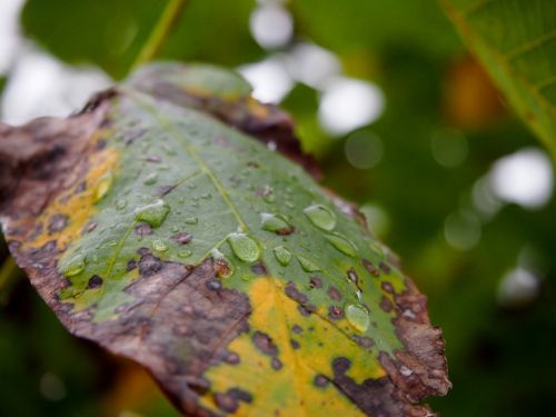 leaf autumn color drip
