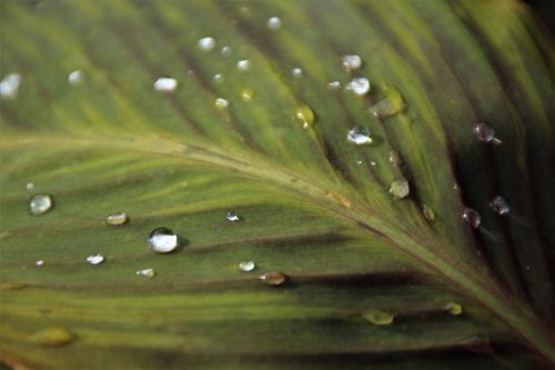 leaf big leaf drop of water