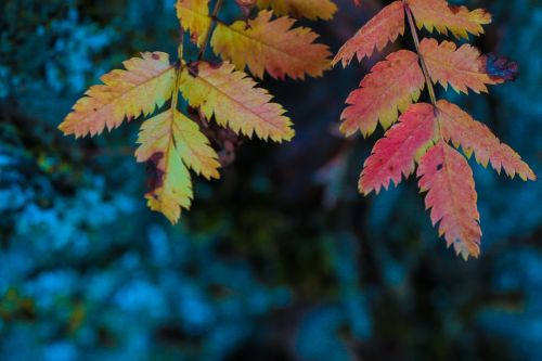 leaf autumn leaves tree