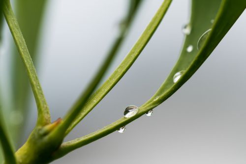 leaf drip drop of water