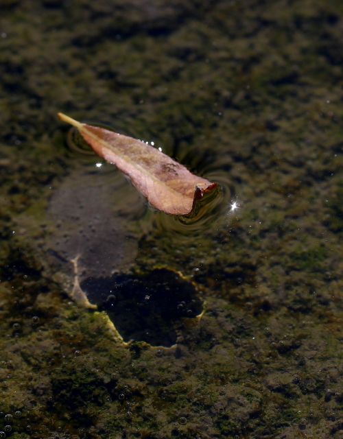 leaf dry water