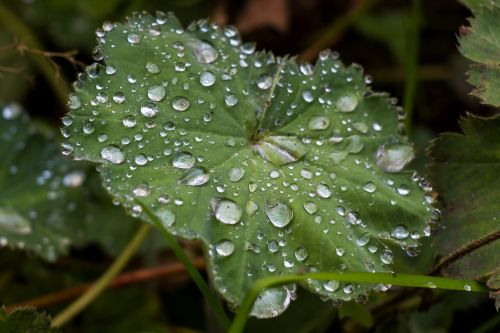 leaf drip drop of water