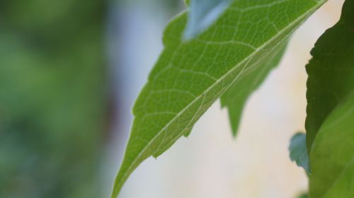 leaf macro close-up