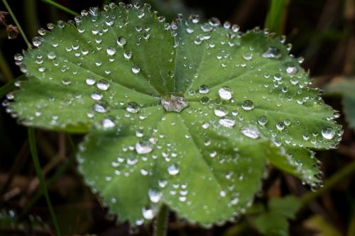 leaf drip drop of water
