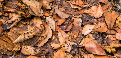 leaf leaves wither autumn