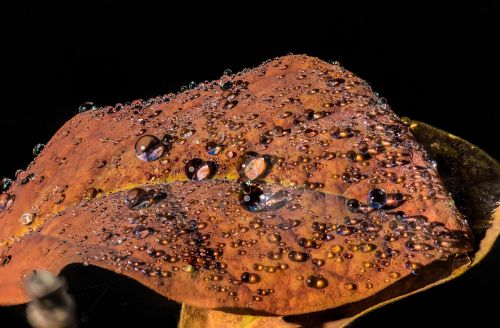 leaf leaves fall foliage