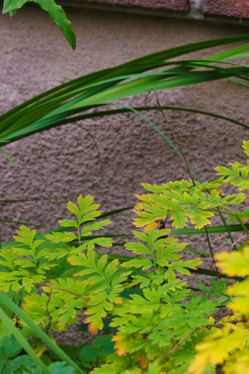 leaf plant autumn leaves