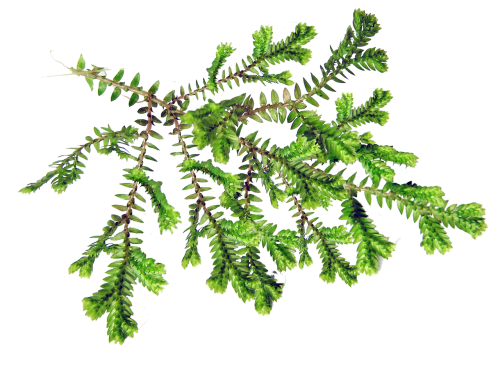 leaf fern plant