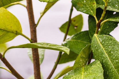 leaf nature green